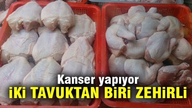 Her iki tavuktan birinde en tehlikeli zehir çıktı