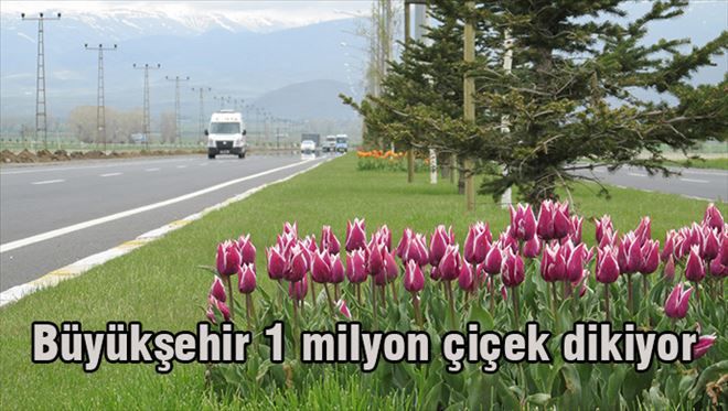 Büyükşehir 1 milyon çiçek dikiyor