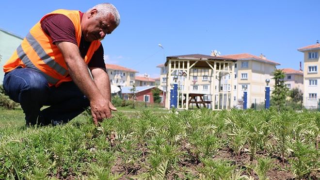 Aziziye Yeşile Bürünecek