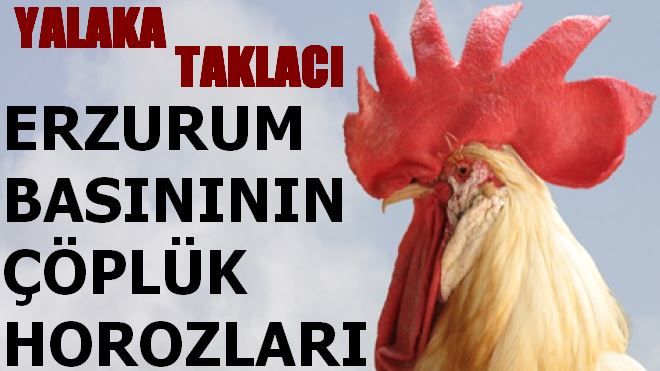 BASININ ÇÖPLÜK HOROZLARI