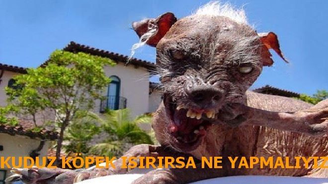 KUDUZ KÖPEK ISIRINCA NE YAPMALIYIZ 