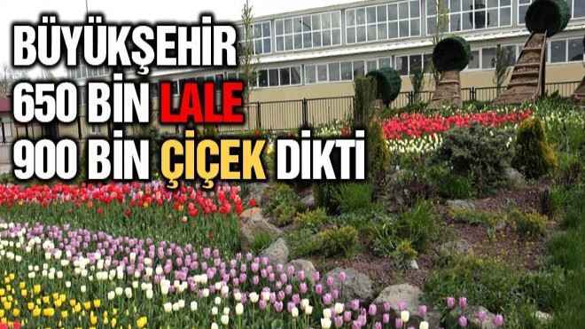 ?Büyükşehir, 650 bin lale, 900 bin çiçek dikti