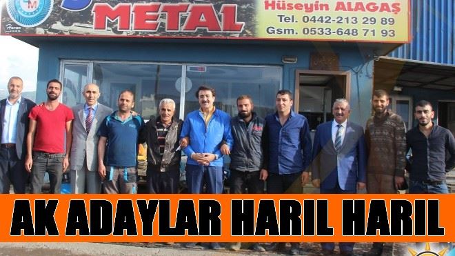 AK ADAYLAR HARIL HARIL